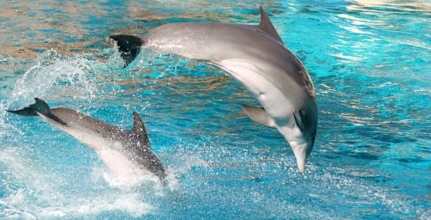 Delfinariu
